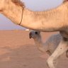 Profilbild von د. وجـهـة نـظـر
