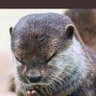 常識のある異常者デス's profile picture