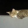 Koko tea's profile picture
