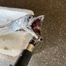 太刀魚 的头像