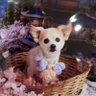 ふくこ's profile picture