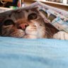 はるる profil fotoğrafı