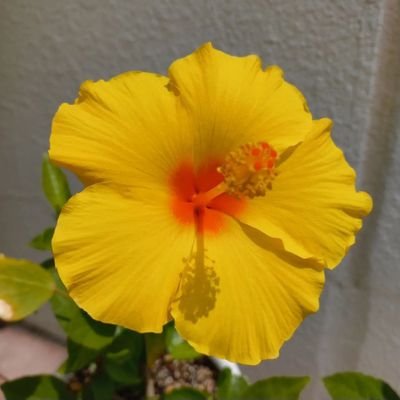 dear_Fab's profile picture