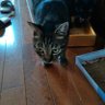 猫みけ's profile picture