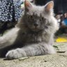 Mugi Berkah profil fotoğrafı