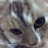 ∠ゆきあめ's profile picture