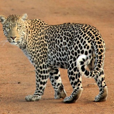 agupard_a's profile picture