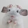 Profilbild von Chinchilinhas! 🐭🐇