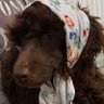Canine profil fotoğrafı