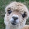 Ambar V's profile picture