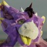 dragonfruit the fluffy dragon (comissions open) 的头像