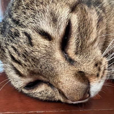 แมวส้มเล่นทวิต's profile picture
