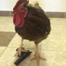 Menkesabe634 profil fotoğrafı