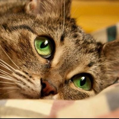 world kitty (4) all 🎶💙🎶's profile picture