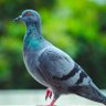 はと2号🕊皆様に感謝です🙇 的头像