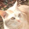 Фото профиля 猫リットル
