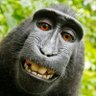 Captain Happiness's profile picture