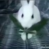 Daniokle 的头像
