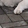 あにまる🐭 profil fotoğrafı