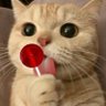anak kucing profil fotoğrafı