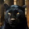 Karapanter profil fotoğrafı