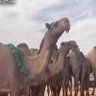 الشلاحي's profile picture