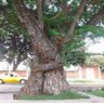 Фото профиля grumpytreehugger68