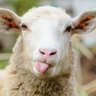 Black Sheep's profile picture