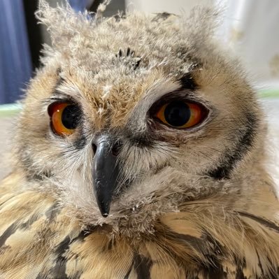 ベンガルワシミミズクのおみた's profile picture