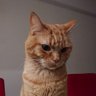 yuzuyuzu's profile picture