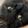 Kittie Cat 的头像