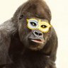 Фото профиля ゴリラ・ザ・インテリジェンス