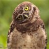 MsInterrupted profil fotoğrafı