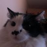 Amoto Shyrhashari's profile picture