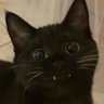 panda's profile picture