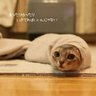 ちょび profil fotoğrafı