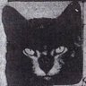 Profilbild von Kit Begemot