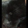 黒猫ミー profil fotoğrafı