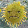 Profilbild von Та отож