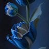 أبو بندر's profile picture