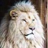 احمد الكنج profil fotoğrafı