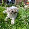Peggy profil fotoğrafı