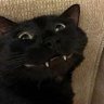 Magic's profile picture