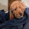 George the Bedbug 🇺🇸🇷🇺 profil fotoğrafı