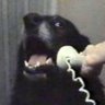 Hello, this is dog (Mastermk7) profil fotoğrafı