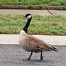 The wisdom goose profil fotoğrafı