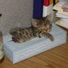 falu profil fotoğrafı