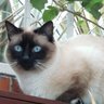 Dominique Cuello's profile picture