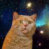 あわれないきもの's profile picture