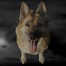 JASON LANGLEY's profile picture